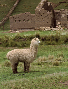 Elvang Denmark Alpaka Teddybär Alpaca teddy Beige